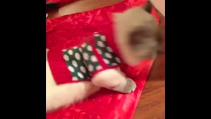 Midget Cat Part 2 - Best Vines of Midget Cat Compilation