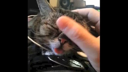 Munchkin Cats - Best Compilation of Midget Cats!