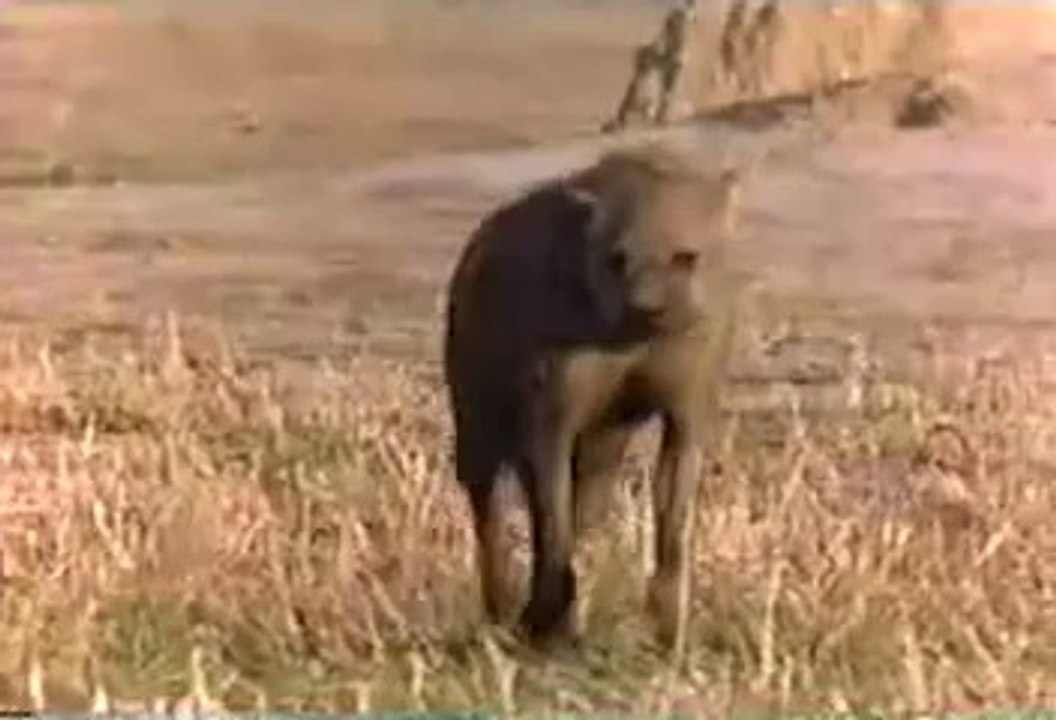 Lions v Hyenas