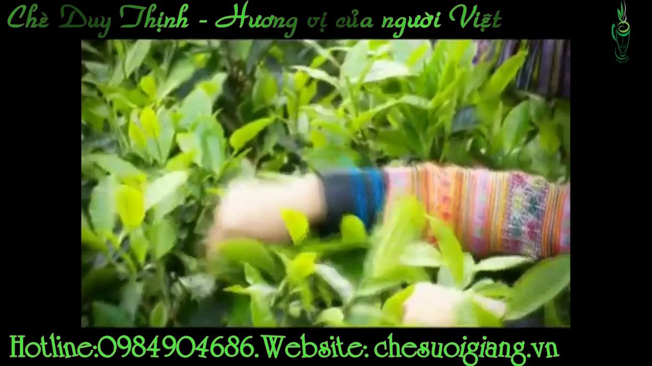 Định hướng phát triển bền vững vùng trà cổ thụ suối giàng yên bái