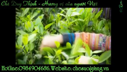 Định hướng phát triển bền vững vùng trà cổ thụ suối giàng yên bái