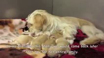 They Went to the Shelter to Rescue 6 Puppies - But Watch What Happens When They Get There