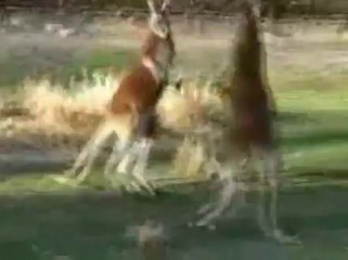 Un combat entre deux kangourous ! a voir