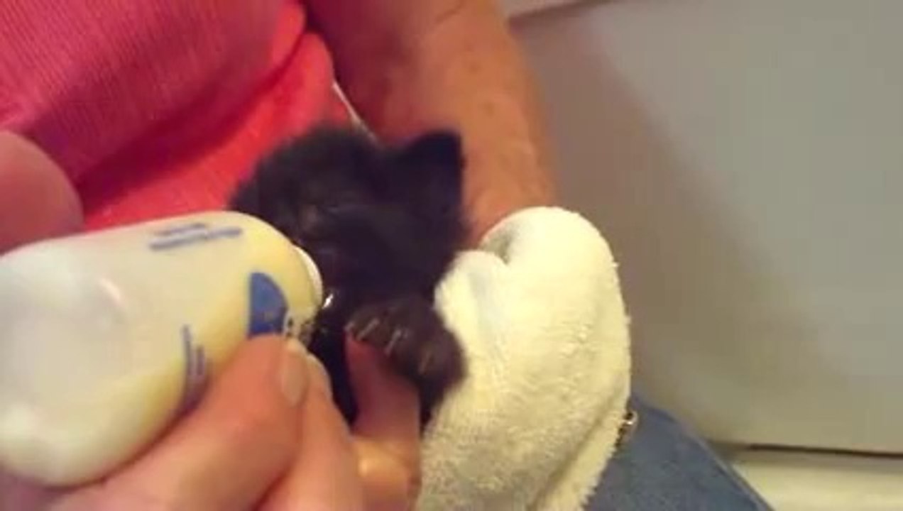 hungry hippo kitten