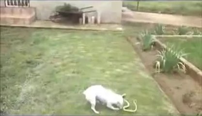 Jack Russell Terrier vs. Cobra Who Do You Think Will Win