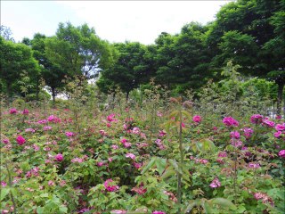 YOUTH PARK IN ULUS-ANKARA