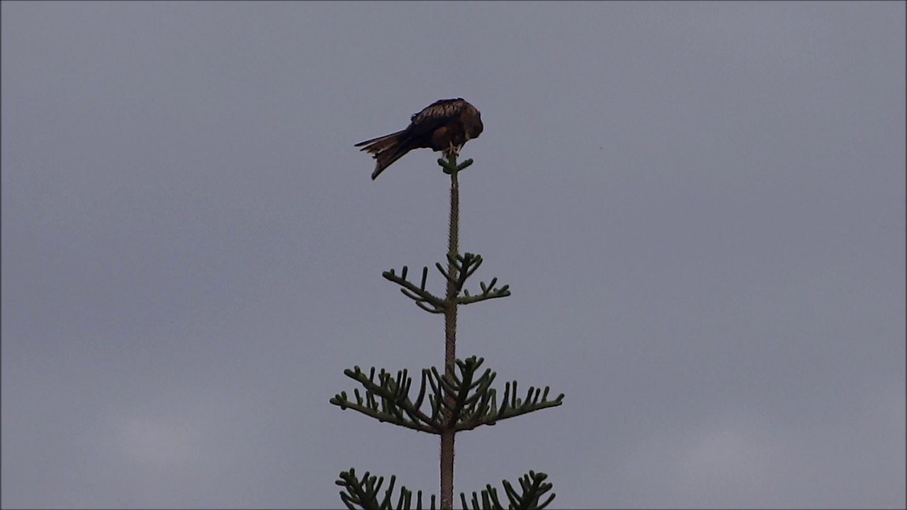 Sur un arbre perché