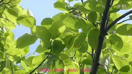 松田聖子 ピンクのスクーター