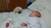 Köpeğin Bebeğe Olan Aşkı