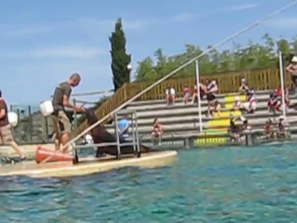 Otaries du parc animalier de Peaugres en Ardéche