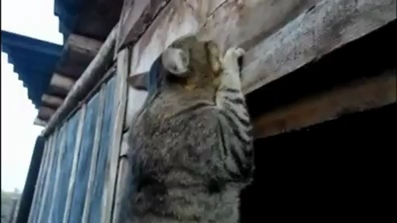 Cat On Gym