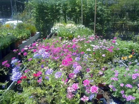 Viveros Recio Torrelaguna N-320 KM-331,100 Cerca de la sierra de Madrid Complementos de jardin , Flores y Plantas