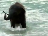 Baby elephant sees the sea for the first time!