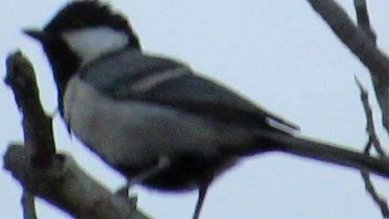 Rare Species of Sparrow Found