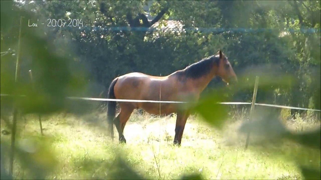 Lou' - 20 Juillet 2014