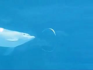 Yunuslar ve Balinalar su içinde hava kabarcıkları ile oynuyorlar.