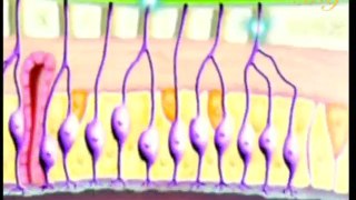 Le Miracle De L'odeur et Du Gout