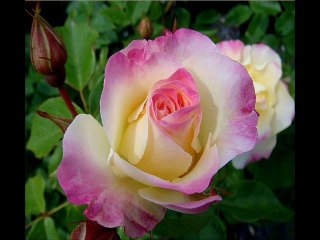 ZAKKUM - ACITA ACITA