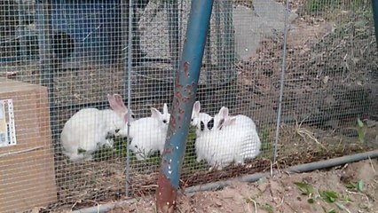 교회 토끼 새끼들 - 20140426