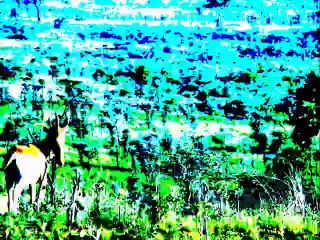 Beer Safari by Mariachi Gringos and The Electric Trunk