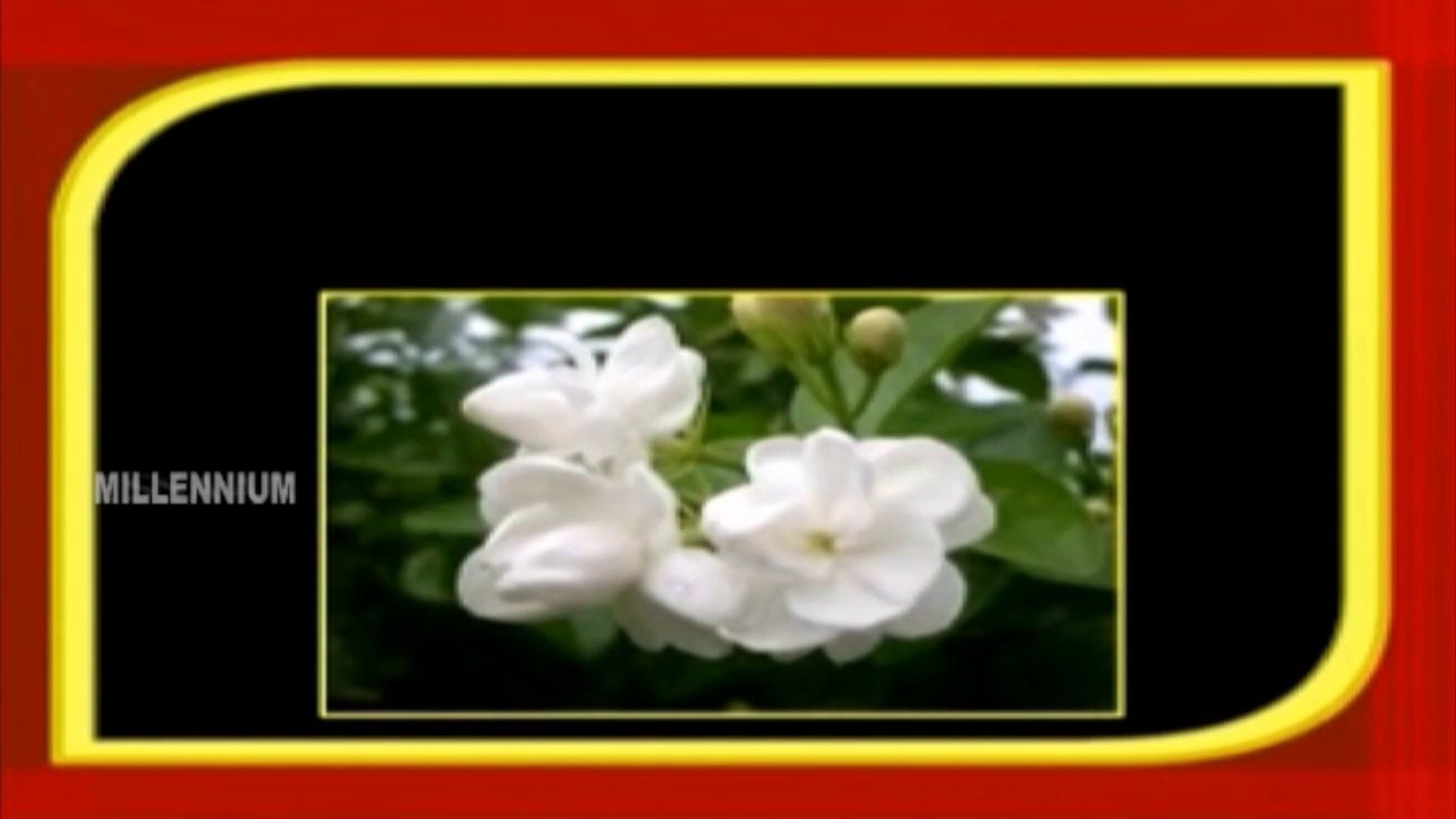 ⁣Flowers | Chinnuvinte School | Kids Informative Animations