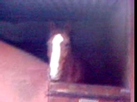 Quelque chevaux pon's et shet de my club