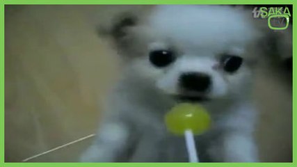 Lolipop Yalayan Tatlı Köpek