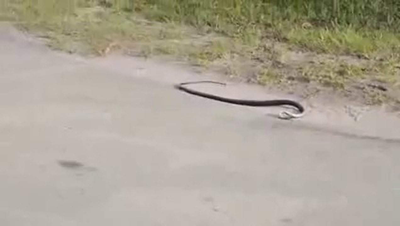 Something's Wrong With This Snake