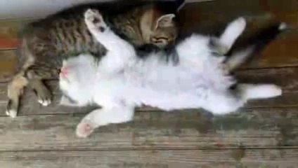 Cat tries to wake up his friend