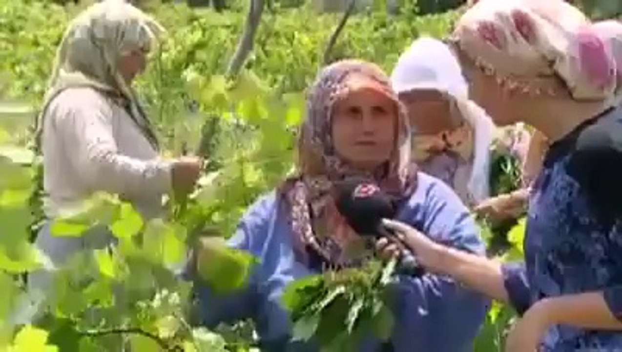 TOKAT YAPRAĞI