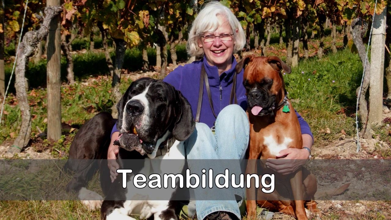 Dangerous Dogs - Die etwas andere Hundeschule