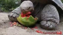 Dev kaplumbağa karpuzu bakın nasıl yiyor