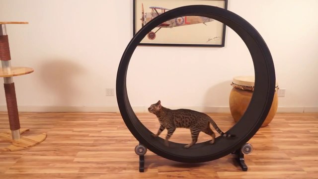 Une roue à hamster pour chat! Marrant...