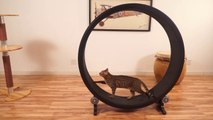 Hamster Wheel for Cats... So so cute!