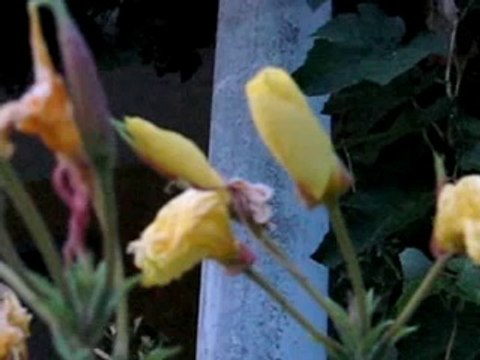 Ezan okunurken açan çiçek bilimi şaşkına çevirdi!