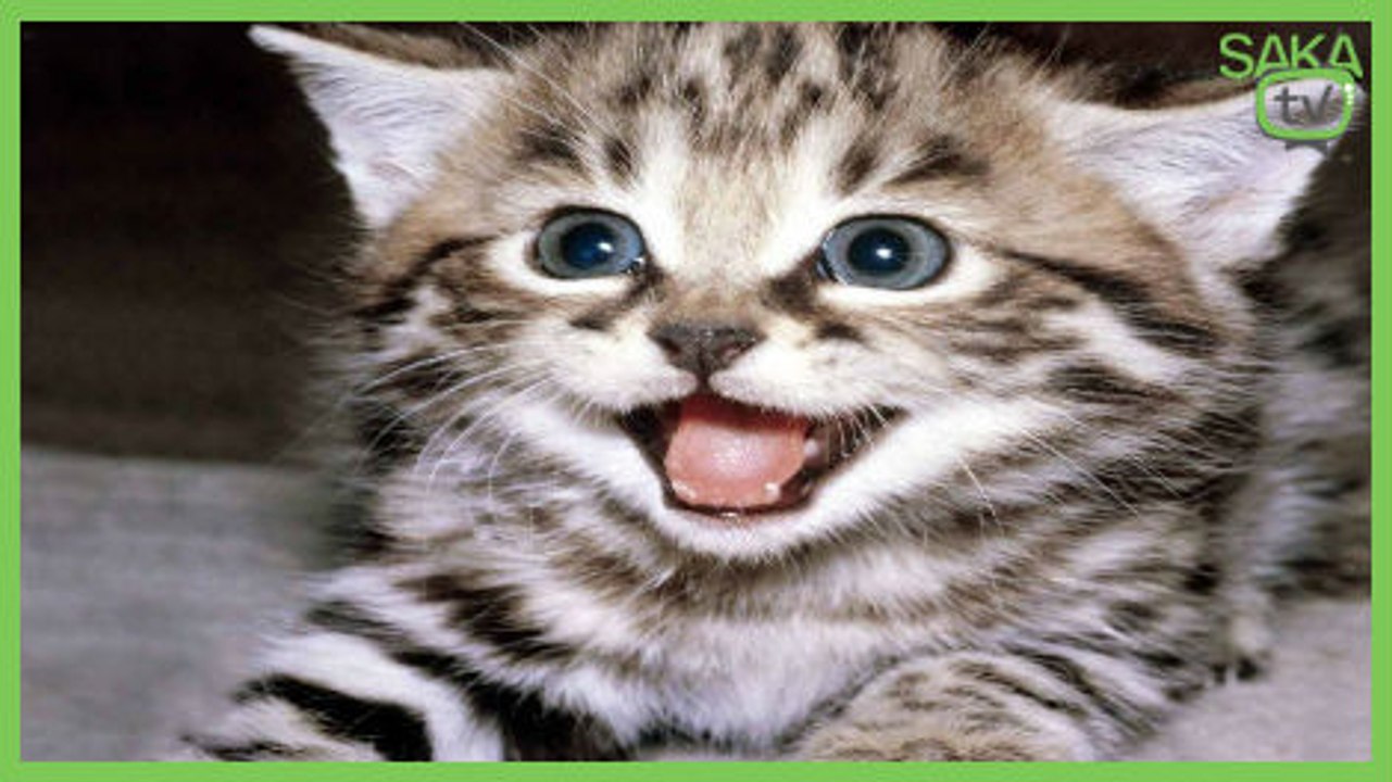 Atarlı Kedi