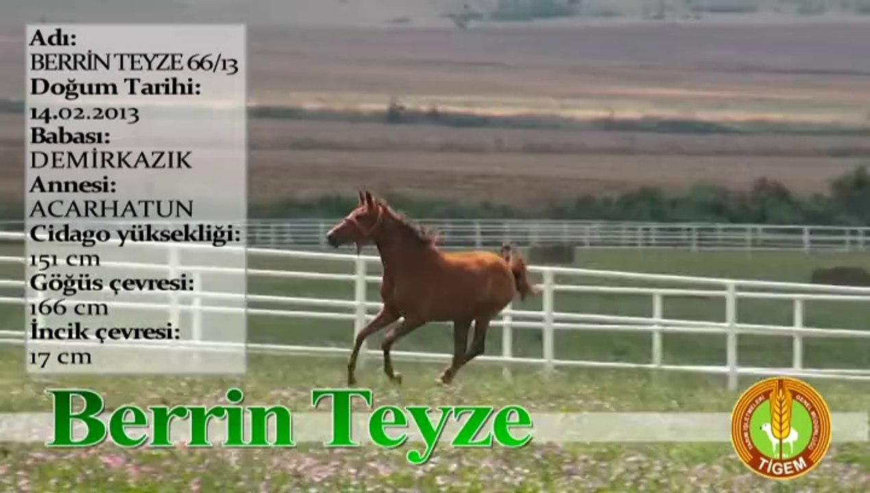 BERRİN TEYZE