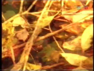 ZAKOŃCZENIE PROGRAMU TVP1   -   31.12.1998