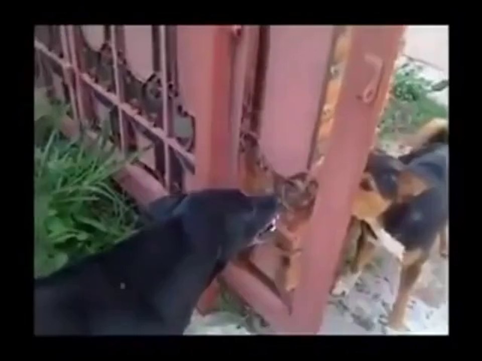 Bu köpeklerin artislikleri paravan arkasından... OhaBe.Tv