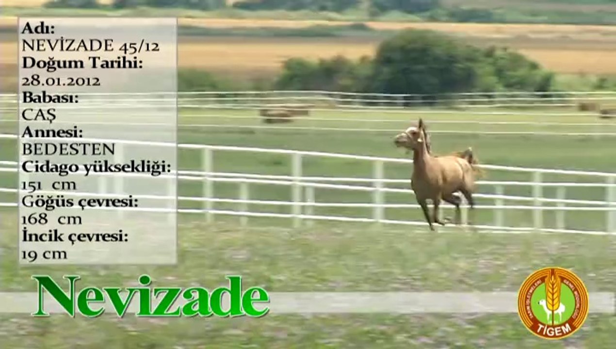 NEVİZADE