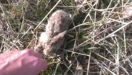 Tuslances.com Caza y Pesca - El ataque del Lebrato