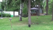 Cat VS Squirrel! So hilarious race....