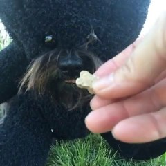 Download Video: Attention animal sauvage : comment nourrir un Teddy Bear