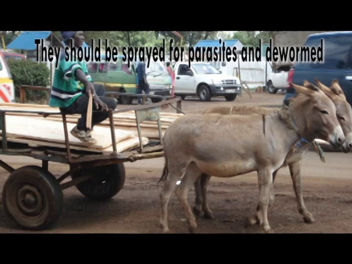 Caring for donkeys