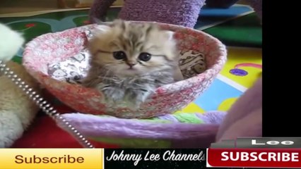 Cute cat-kitten compilation 2014 By Johnny Lee Channels
