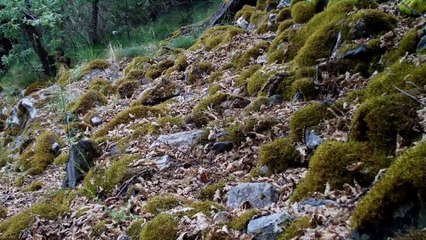 El canto del cuco en los montes del Bierzo-León