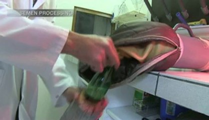 IMV Technologies - Insémination artificielle