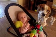 Charlie le chien demande pardon au bébé