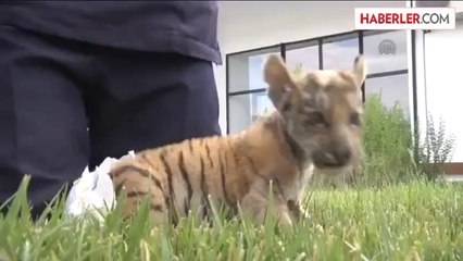 Bengal kaplanı ve maymun yavrusu ilgi odağı oldu -