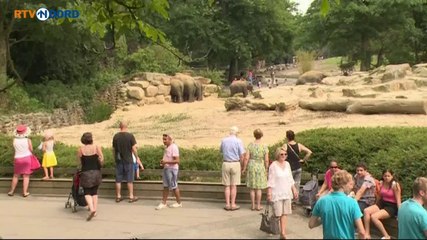 Beelden: Pasgeboren olifantje Ravi in Dierenpark Emmen - RTV Noord
